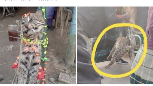 ঝিনাইদহে মেছো বিড়াল হত্যার অপরাধে আসামি গ্রেপ্তার