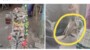 ঝিনাইদহে মেছো বিড়াল হত্যার অপরাধে আসামি গ্রেপ্তার