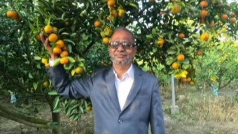ঠাকুরগাঁওয়ের জয়নালের বাগানে থোকায় থোকায় ঝুলছে ‘দার্জিলিং’ কমলা