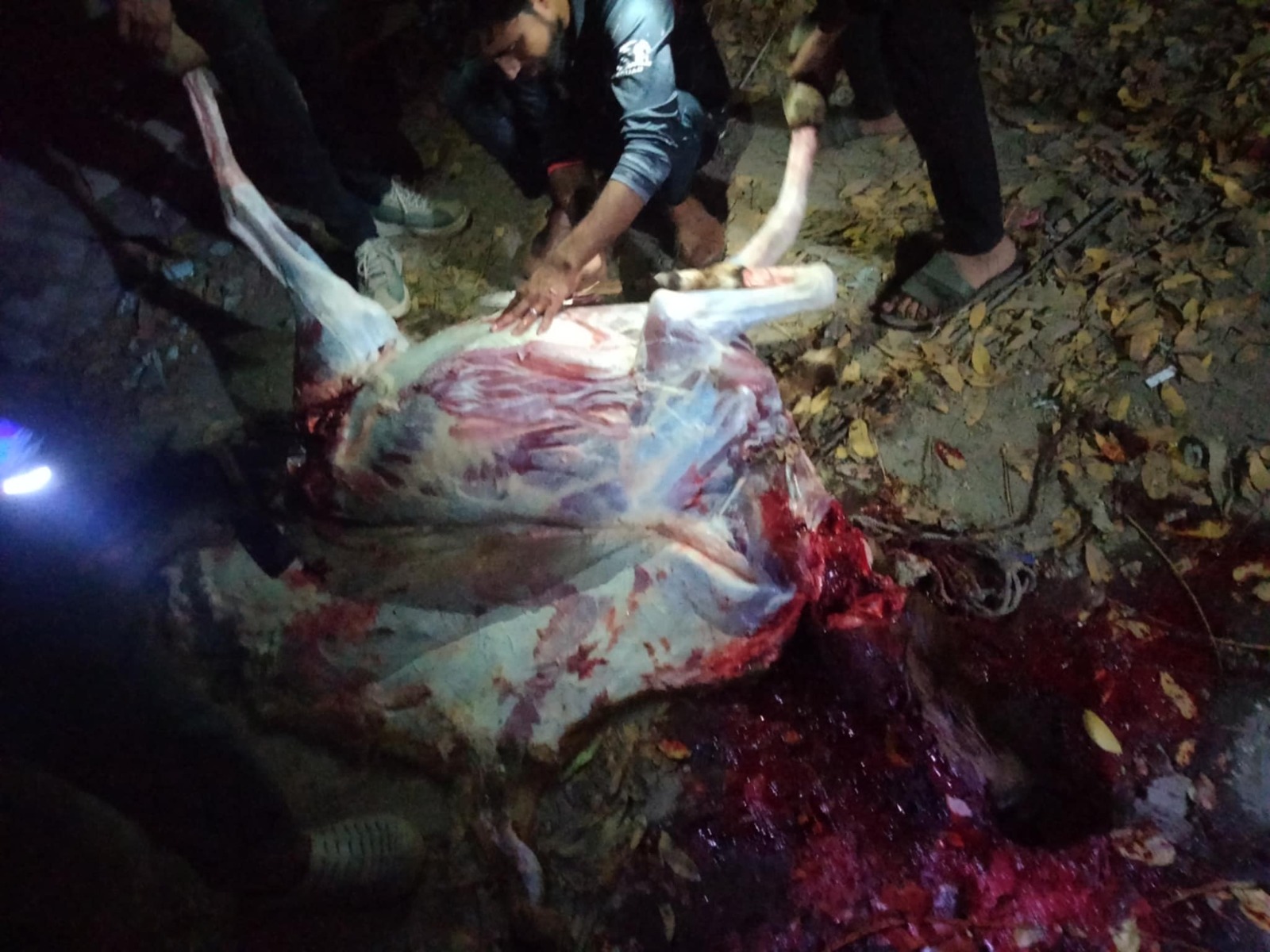 শেরপুরে ঘোড়া জবাই করে পুলিশের হাতে ধরা।