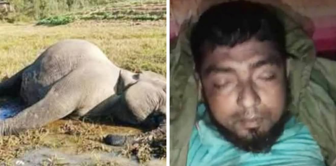 লামায় কৃষক মরলেন হাতির আক্রমণে, তাঁর দেওয়া বৈদ্যুতিক ফাঁদে সঙ্গী গর্ভবর্তী হাতির মৃত্যু