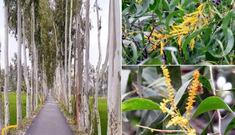 ইউক্যালিপটাস এবং আকাশমনি গাছের চারা রোপণ, উত্তোলন ও বিক্রয় নিষিদ্ধ ঘোষণা করেছে সরকার