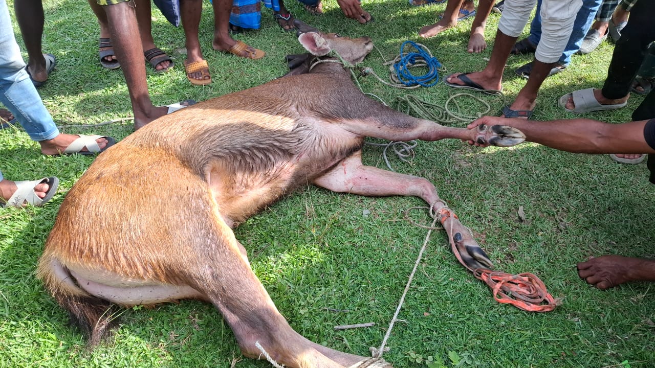 কাপ্তাইয়ের কর্ণফুলী নদী থেকে বিরল সাম্বার হরিণ উদ্ধার