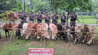 সুনামগঞ্জ ব্যাটালিয়ন (২৮ বিজিবি) কর্তৃক স্টিল বডি নৌকাসহ ভারতীয় গরু আটক ।