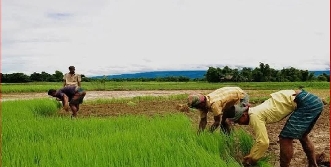 নতুন সরকারের সামনে কৃষিখাতের আমূল পরিবর্তনের হাতছানি: বিএনপি’র ইশতেহার ও বিশ্লেষকদের প্রত্যাশা