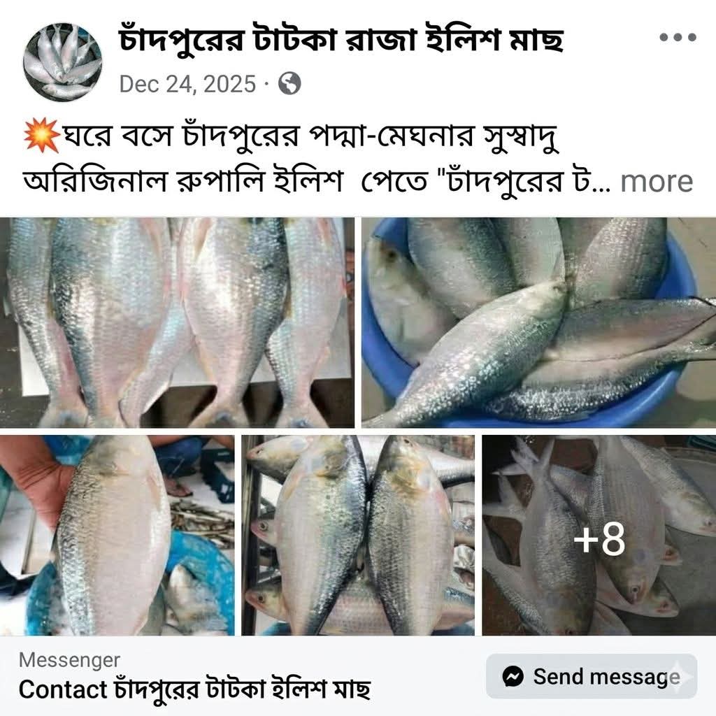 অনলাইনে চাঁদপুরের ইলিশ কেনার ফাঁদ: কুরিয়ার সার্ভিসের নামে অভিনব জালিয়াতি, চট্টগ্রামে নারী গ্রাহক প্রতারিত