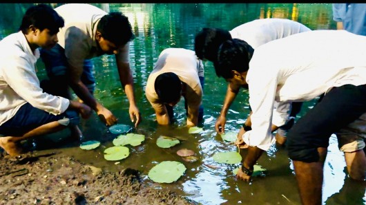 ধানমন্ডি লেকে কমল-শাপলার চারা রোপণ করলেন ছাত্রদল নেতা প্রিন্স